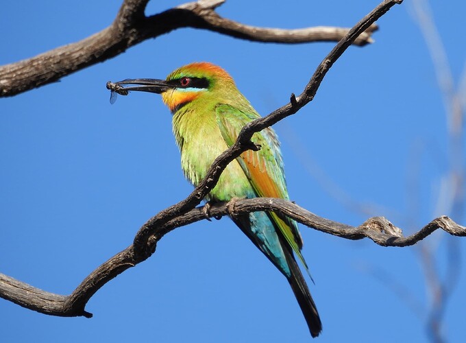 Rainbow Bee-eater Goschen 11-12 1