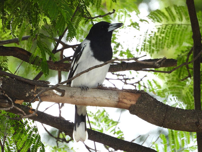 Pied Butcherbird Red Cliffs 10-4-26 2