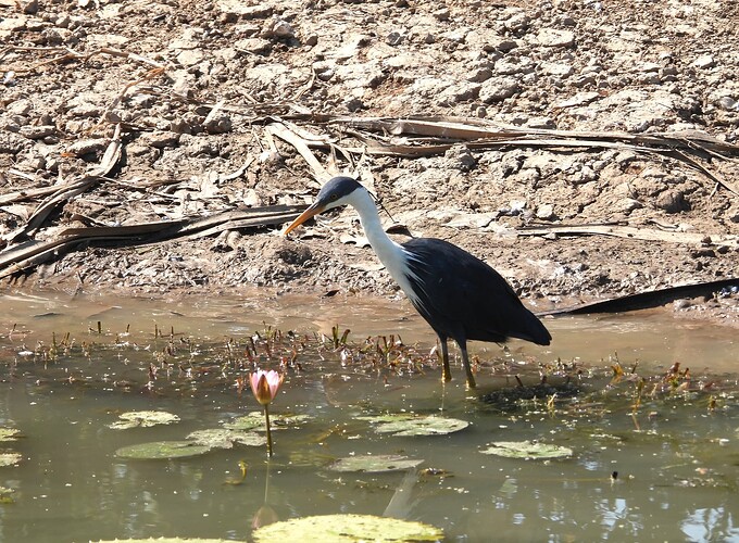 Pied heron Yellow Water Kakadu 19-8 2