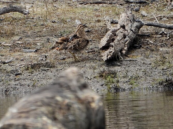 Lathams Snipe Mt Martha 9-2 7