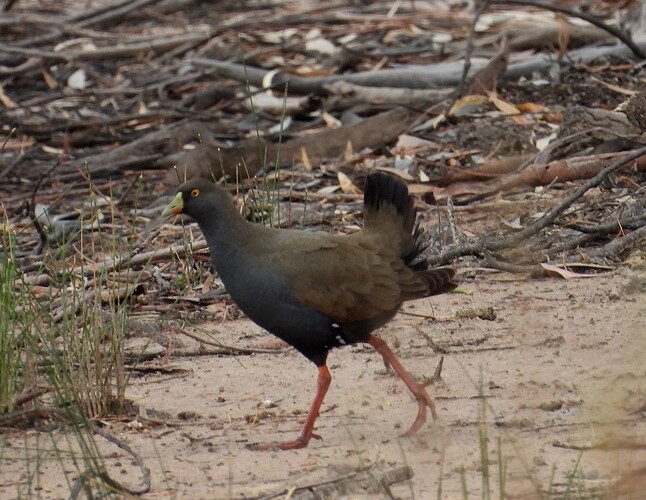 Black-tailed Native-Hen Hattah 16-2 1
