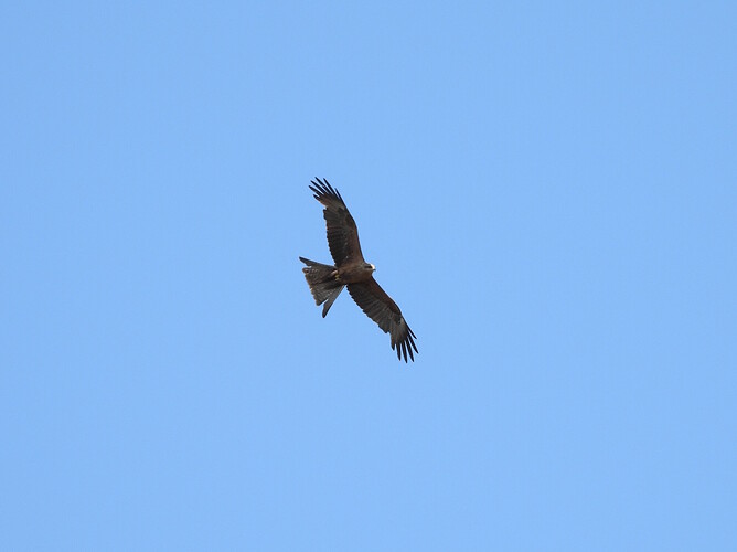 Black Kite Lee Point 17-8-24