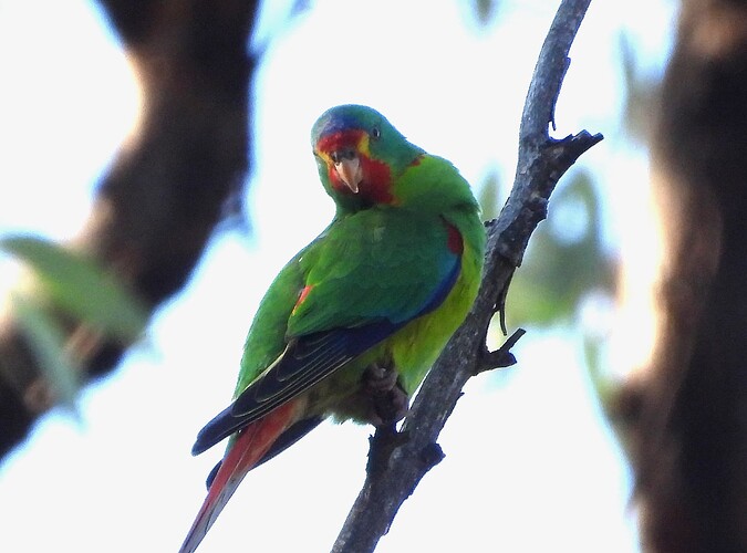 Swift Parrot Chiltern 31-3 4