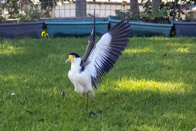 Masked Lapwing