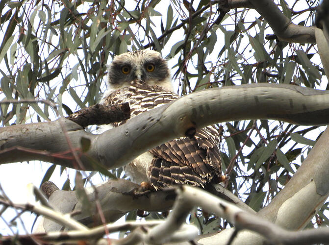 Powerful Owl Castlemaine BG 26-7-26 1 juvenile 3