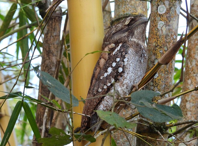 Papuan Frogmouth Julatten 2-9 1