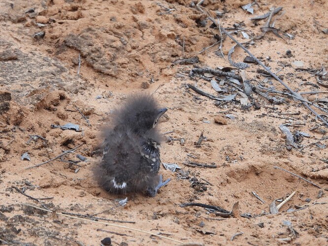 Chestnut Quail-Thrush Hattah chick 20-10 4(1)