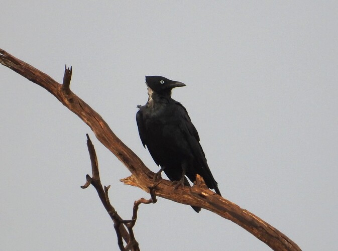 Little Crow Merbein South 20-3 1