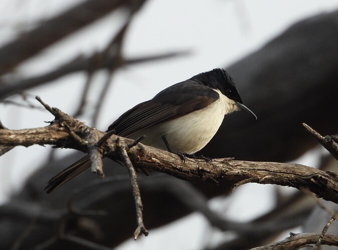 Restless Flycatcher DDDam 30-8 1