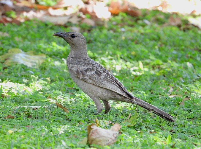 Great Bowerbird Nitmiluk 22-8 1
