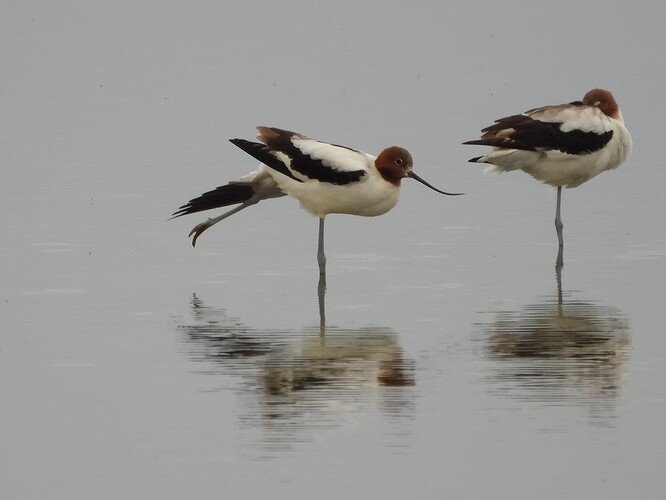 Red-necked Avocet WTP 2-4 1