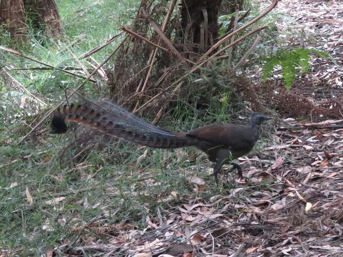 Lyrebird 1