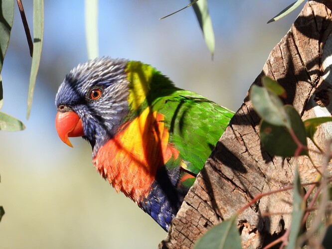 Rainbow Lorikeet Flora Hill 14-5