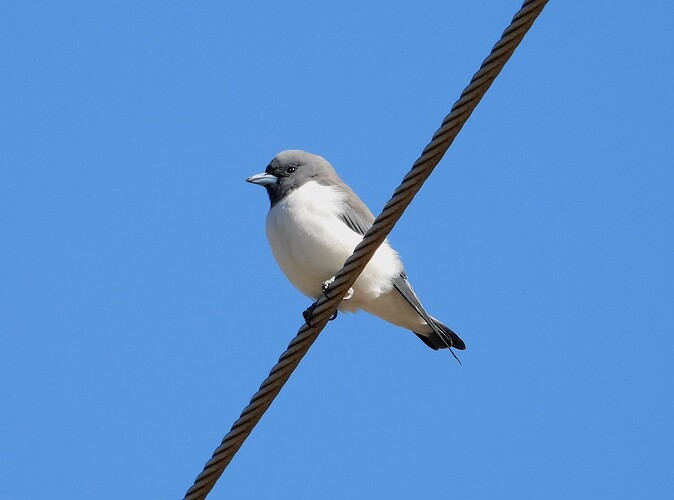 White-breasted Woodswallow Ouyen 16-4 2