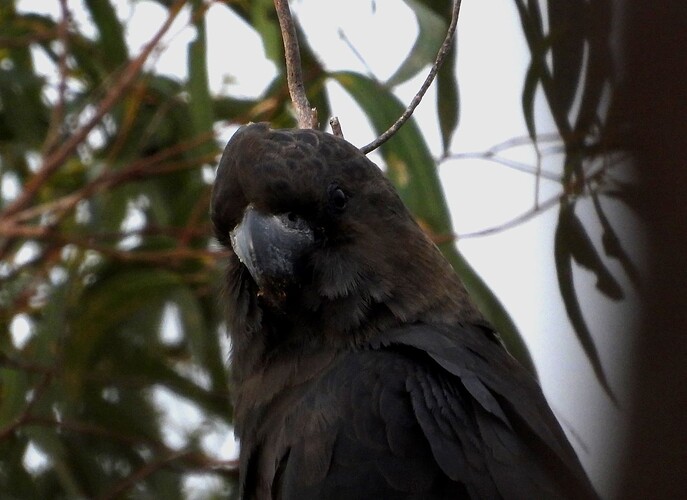 Glossy Black Cockatoo Pines 22-5 1