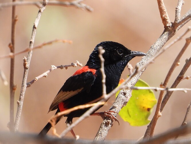 Red-backed Fairywren Edith Falls 23-8 1