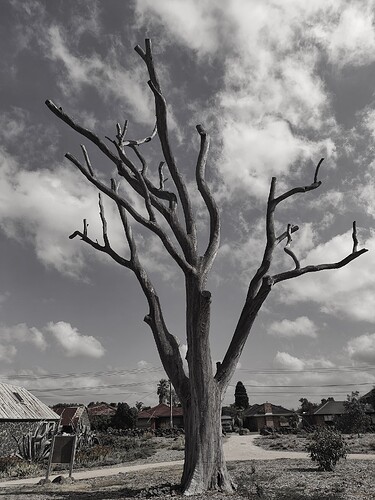Thomastown tree