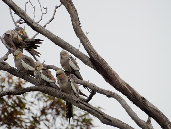 Cockatiels Goschen 29-7 2