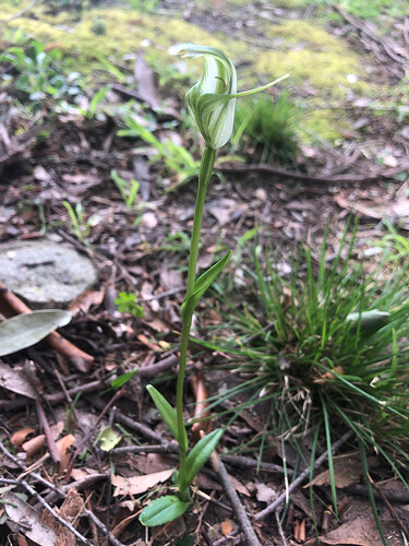 Pterostylis alpina (Mountain Greenhood) 06