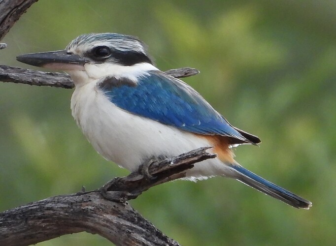 Red-backed Kingfisher Mt Korong 8-9 1