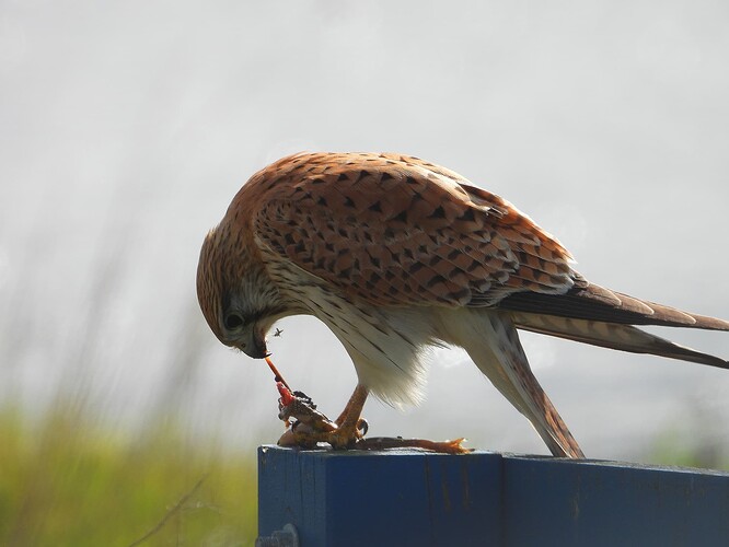 Nankeen Kestrel WTP 5-8 5