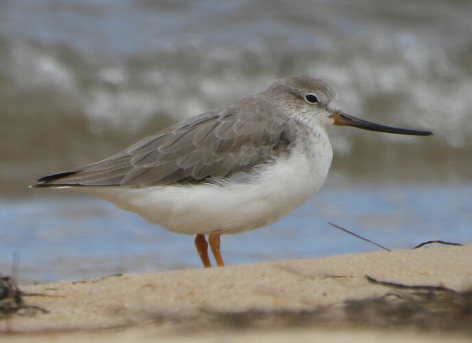 Terek Sandpiper Stockyard Point 4-2-26 1