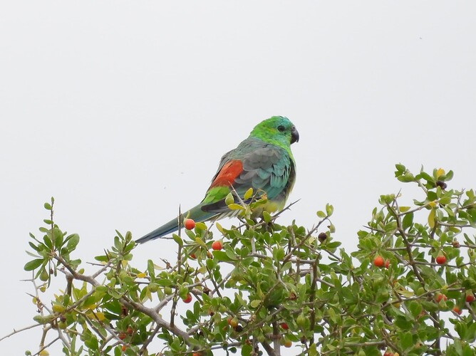 Red-rumped Parrot ETP 19-2 3