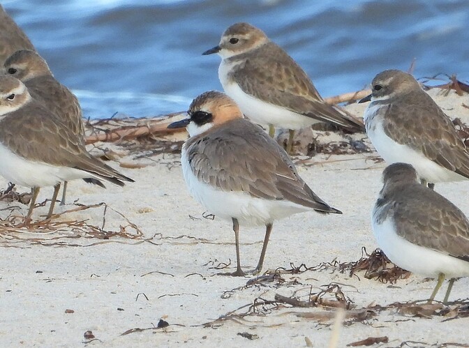 Greater Sand Plover Stockyard Point 11-5 1(3)