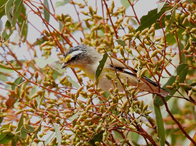 Striated Pardalote Hattah Nowingi 18-3 2