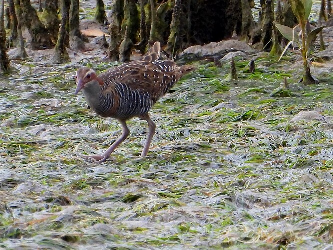Buff-banded Rail Stony Point 2-3 2