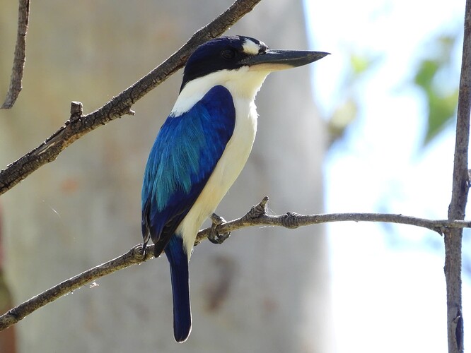 Forest Kingfisher Nitmiluk 22-8 3