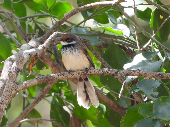 Arafura Fantail Lee Point 17-8-24