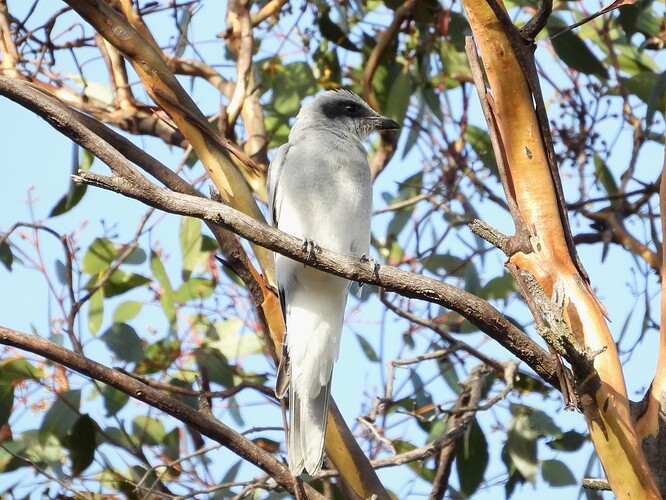 Black-faced Cuckoo-Shrike DDD 28-1