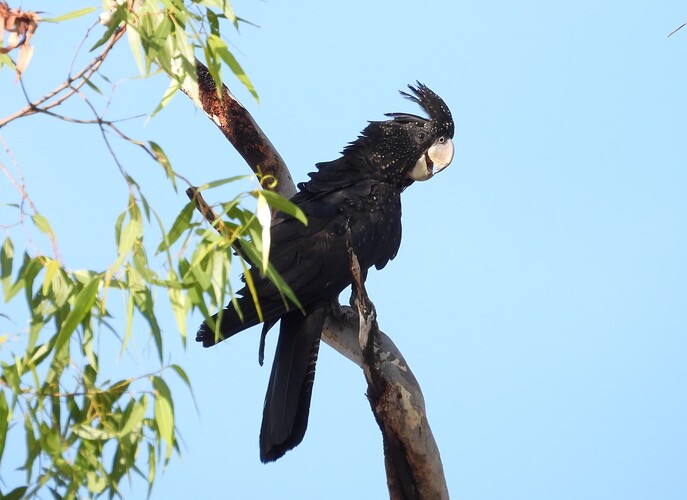 Red-tailed Black Cockatoo Anbinik 19-8 1(1)