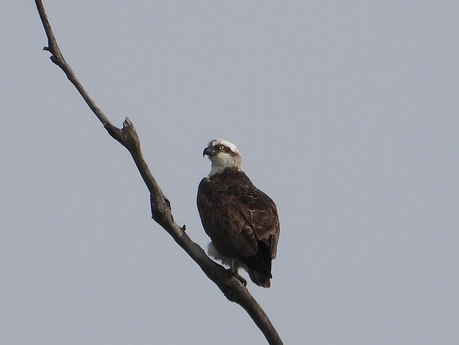 Osprey Kalimna Jetty 3-6-26 6