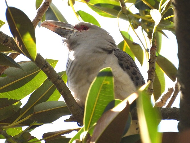 Channel-billed Cuckoo Berwick 18-9 6