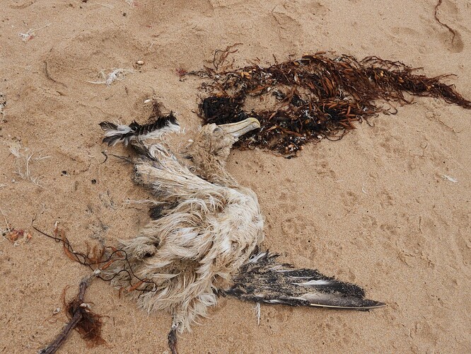 Albatross dead St Andrews Beach 18-2 1