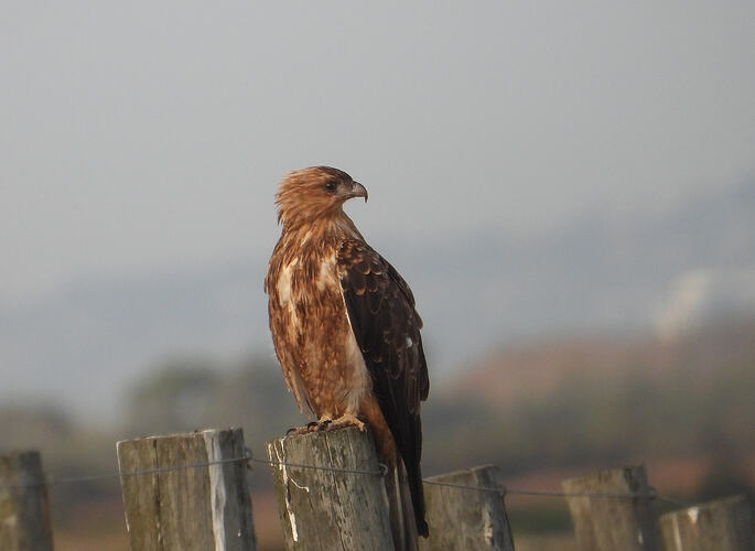 Whistling kite WTP WL 8-2-26 2