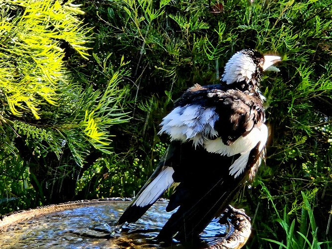 Magpie