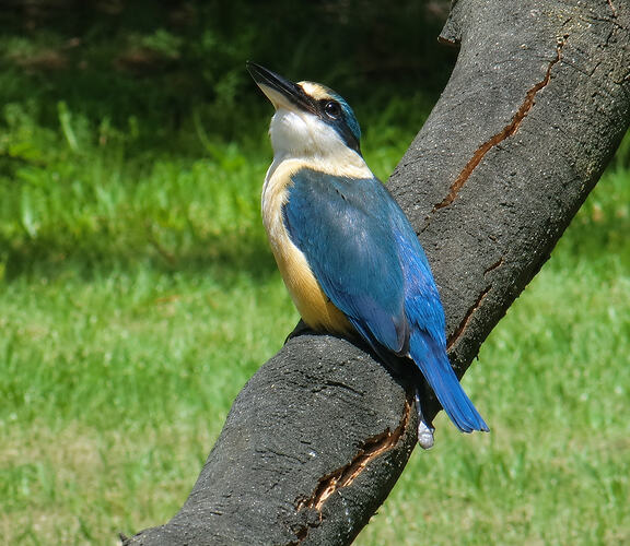 Kingfisher