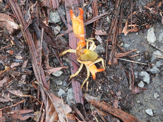 Tubercle Burrowing Crayfish O'Donohues PG 13-3-25