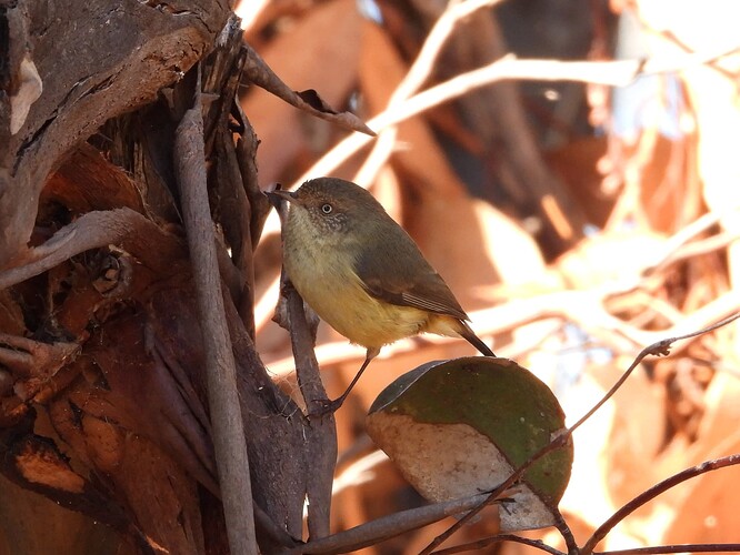 Buff-rumped Thornbill ODD 7-6 1