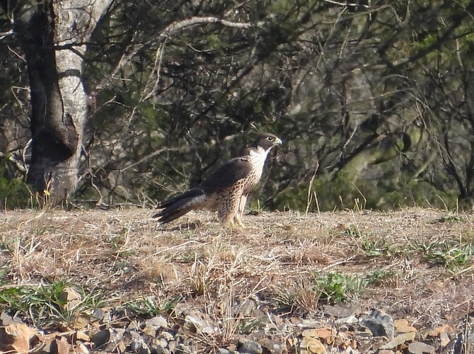 Peregrine Falcon Bittern Reservoir 18-4