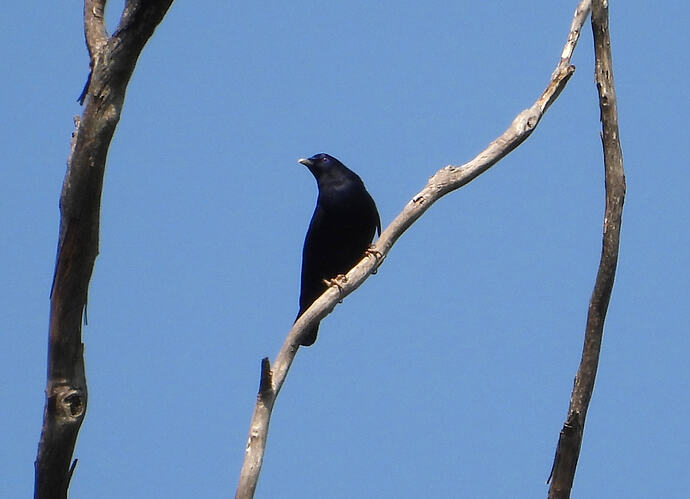 Satin Bowerbird Tarra-Bulga 12-1-26