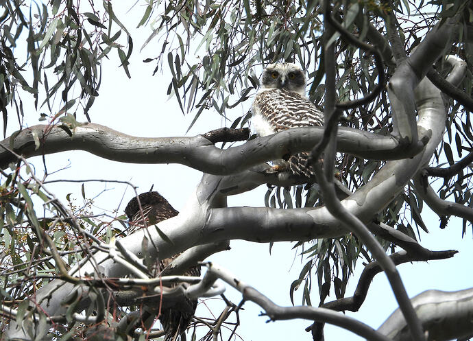 Powerful Owl Castlemaine BG 26-7-26 1 female and juvenile 3