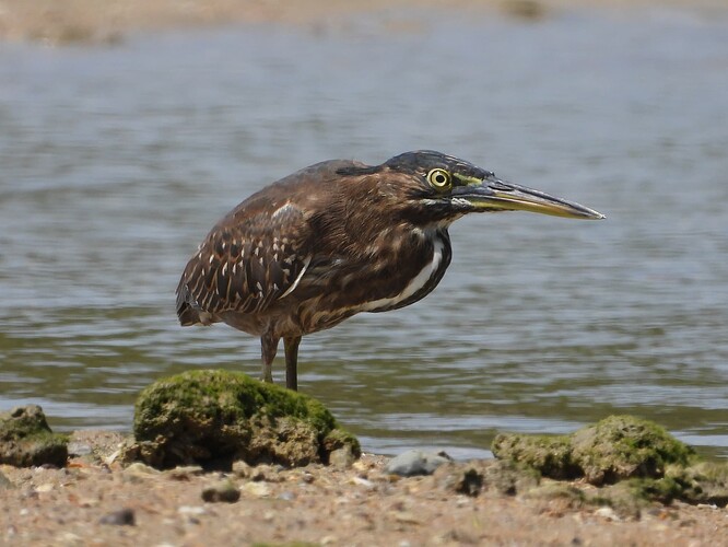 Striated Heron Buffalo Creek 17-8-24