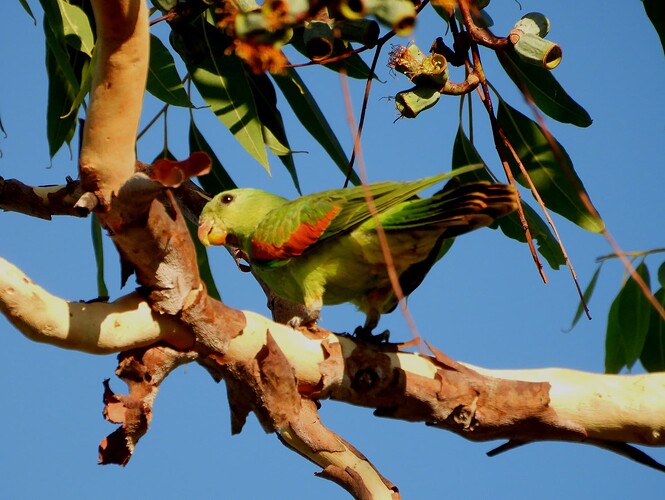 Red-winged Parrot Anbinik 18-8 1