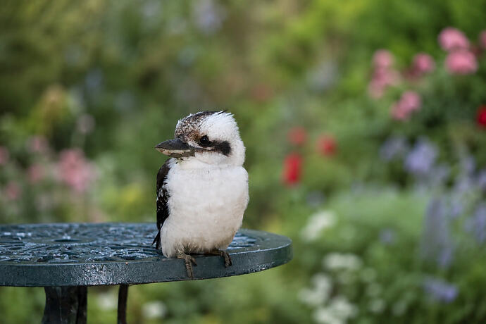 Kooka