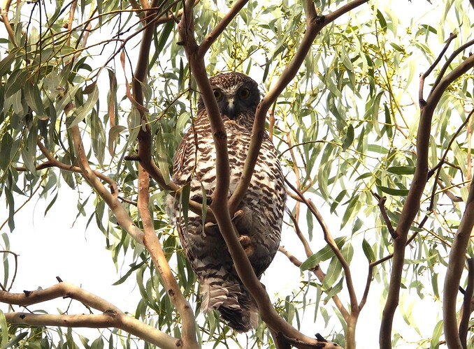 Powerful Owl MP 28-4 1