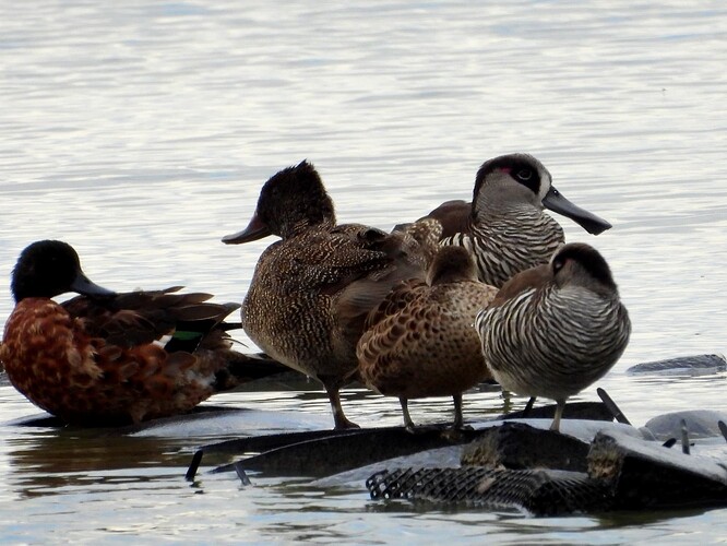 Freckled Duck WTP 2-3 1